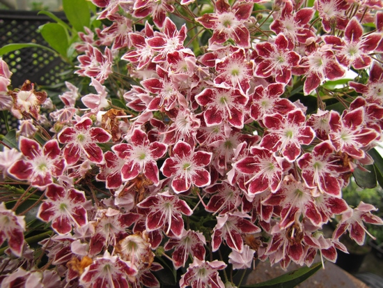Kalmia latifolia 'Galaxy' — Rhododendron.be — photo 1
