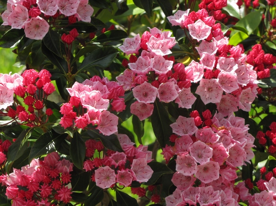 Kalmia latifolia 'Olympic Fire' — Rhododendron.be — photo 1