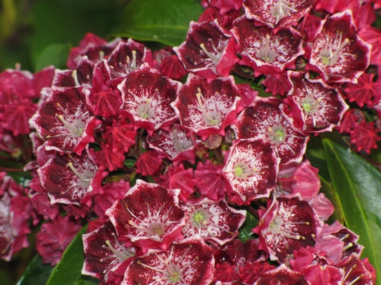 Kalmia latifolia 'Hearts Desire' — Rhododendron.be — photo 1