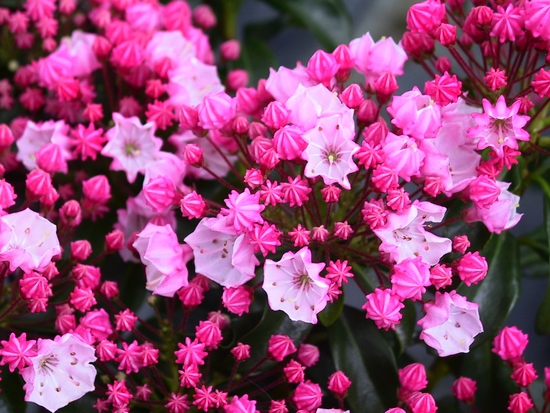 Kalmia latifolia 'Little Linda' — Rhododendron.be — photo 1