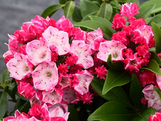 Kalmia latifolia 'Ostbo Red' — Rhododendron.be — photo 1