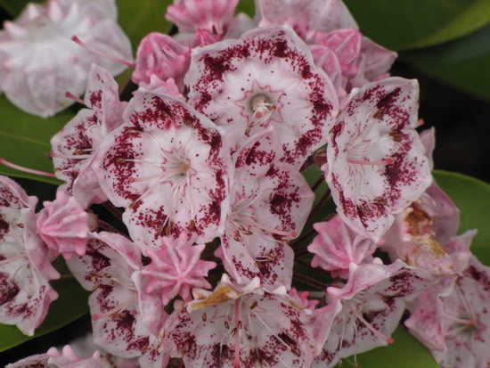 Kalmia latifolia 'Ginkona' — Rhododendron.be — photo 1