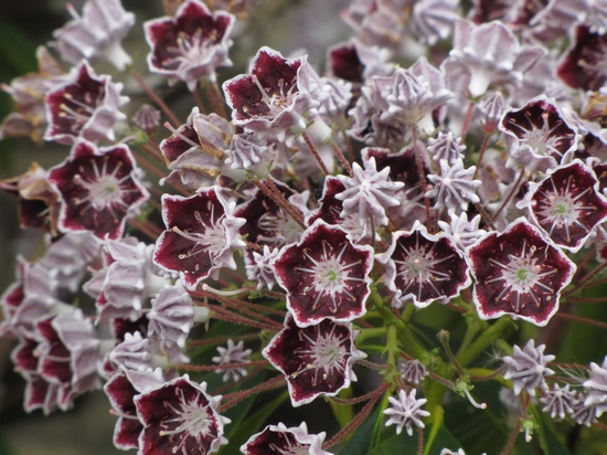 Kalmia latifolia en fleurs