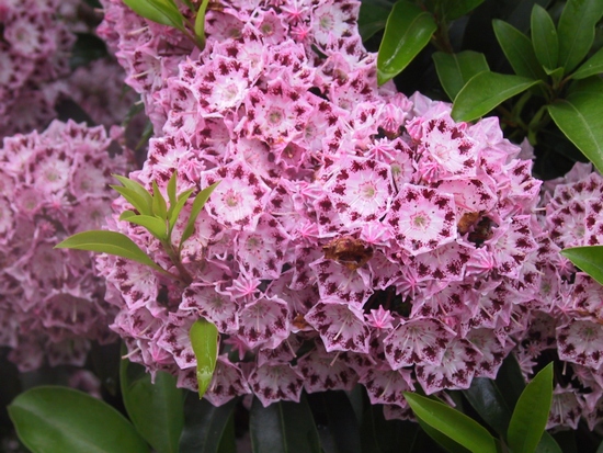 Kalmia latifolia 'Moyland' — Rhododendron.be — photo 1