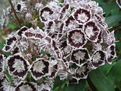 Kalmia latifolia 'Black Label' — Rhododendron.be — photo 1