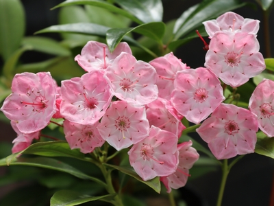 Kalmia latifolia 'Olivia' — Rhododendron.be — photo 1