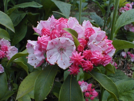 Kalmia latifolia 'Pink Frost' — Rhododendron.be — photo 1