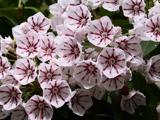 Kalmia latifolia 'Peppermint' — Rhododendron.be — photo 1