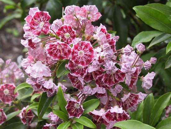 Kalmia latifolia 'Pinwheel' — Rhododendron.be — photo 1