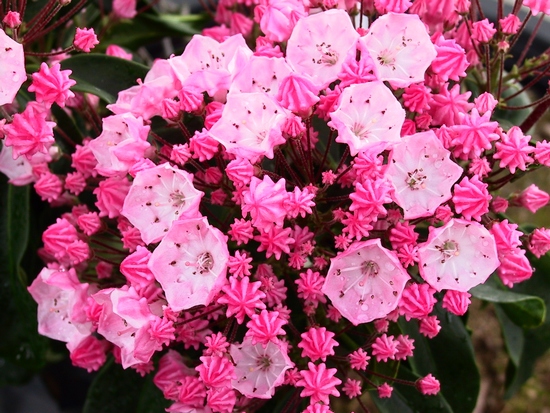 Kalmia latifolia 'Bay State' — Rhododendron.be — photo 1