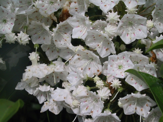 Kalmia latifolia 'Snowdrift' — Rhododendron.be — photo 1