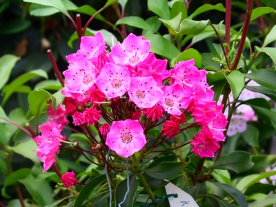 Kalmia latifolia 'Kardinal' — Rhododendron.be — photo 1