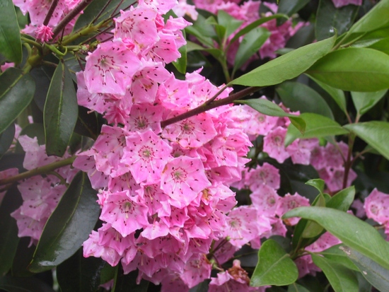 Kalmia latifolia 'Rosenquarz' — Rhododendron.be — photo 1