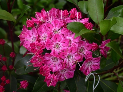 Kalmia latifolia 'Beacon' — Rhododendron.be — photo 1