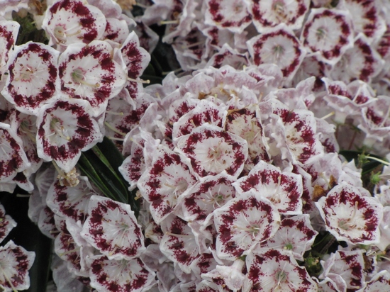 Kalmia latifolia 'Nani' — Rhododendron.be — photo 1