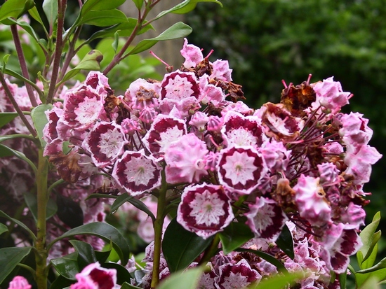 Kalmia latifolia 'Bandeau' — Rhododendron.be — photo 1