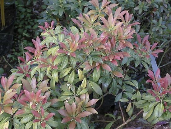 Pieris 'Cupido'