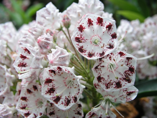 Kalmia latifolia 'Corona' — photo 1