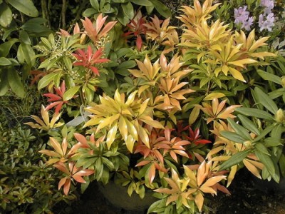 Pieris 'Forest Flame'