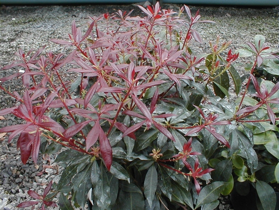Pieris 'Katsura'