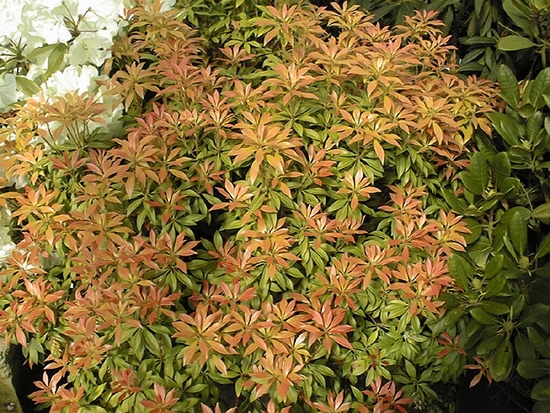 Pieris 'Rosalinde'
