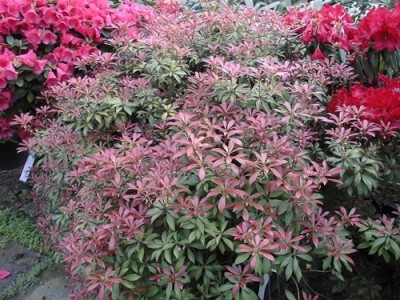 Pieris 'Teton' — photo 1