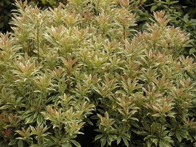 Pieris 'Variegata'