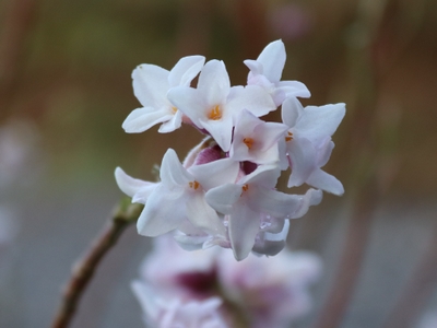 Daphnée 'Jacqueline Postill' — photo 1