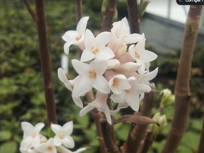 Daphnée 'bholua Alba' — photo 1