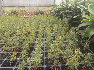 Cedrus 'Atlantica' — photo 1