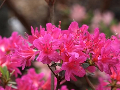 Azalea Japonica 'Amoena'