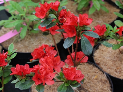 Azalea Japonica 'Ardeur'