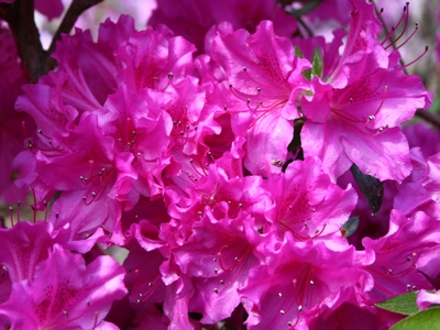 Azalea Japonica 'Blue Danube'