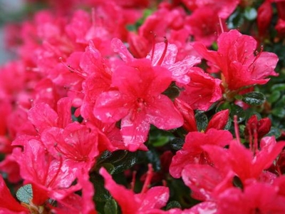 Azalea Japonica 'Hino Crimson'