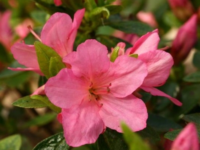 Azalea Japonica 'Isabel'