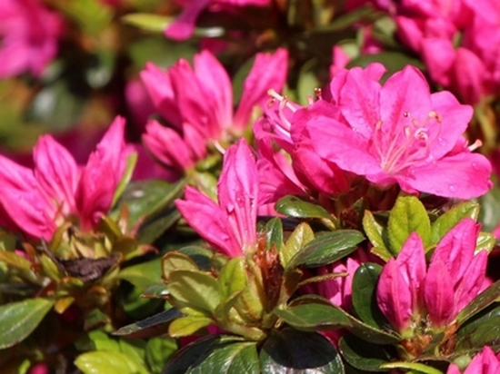 Azalea Japonica 'Kermesina' — photo 1