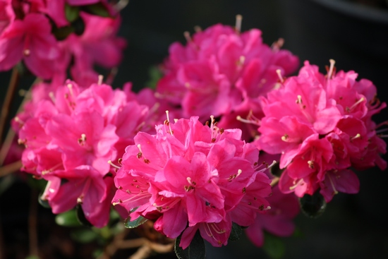 Azalea Japonica 'Kermesina rose'