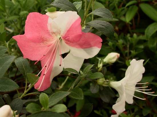 Azalea Japonica 'Eikan' — photo 1