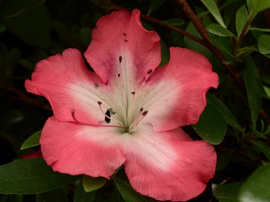 Azalea Japonica 'Frosted Orange'