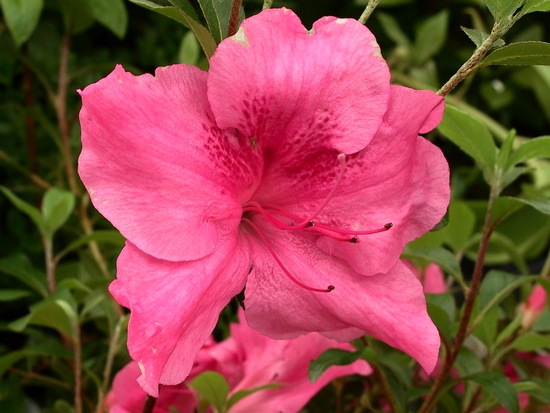 Azalea Japonica 'Higasa'