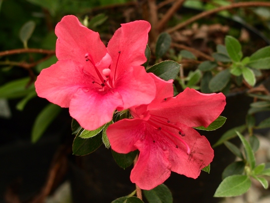 Azalea Japonica 'Joseph Hill'