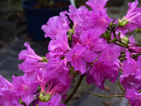 Azalea Japonica 'Purple Triumph'