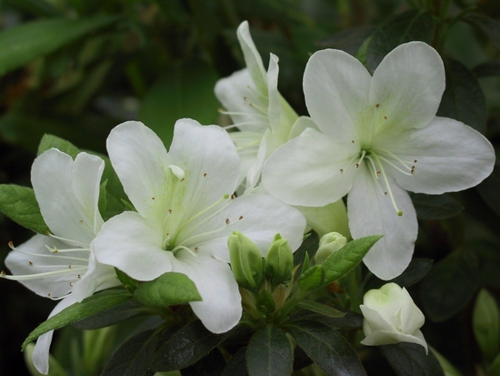 Azalea Japonica 'Snow Hill'