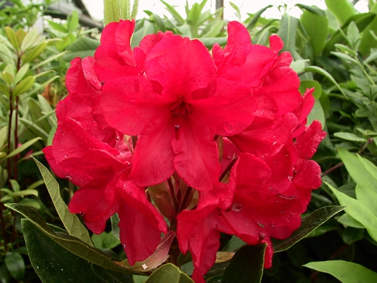 Azalea Japonica 'Traylings Orange'