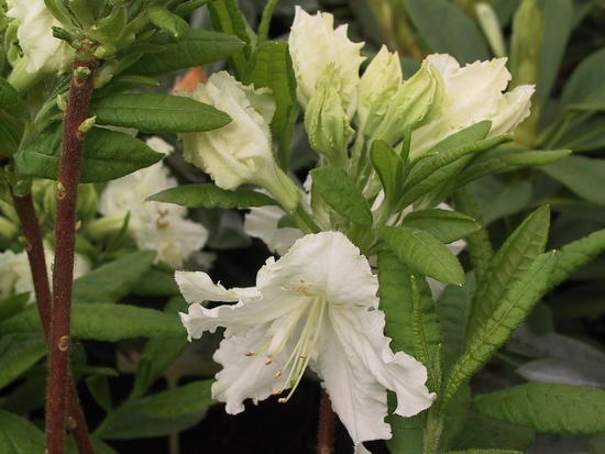 Azalea Japonica 'White Frills'