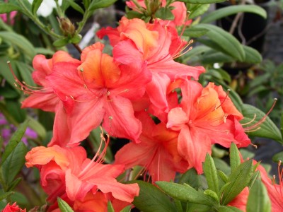 Azalée à feuilles caduques 'Balsac' — Rhododendron.be — photo 1