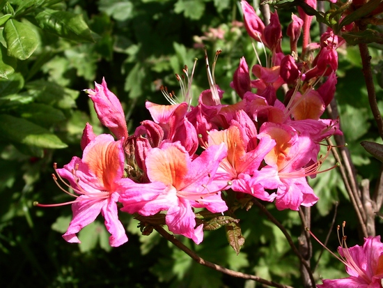 Azalee mollis 'Fanny'