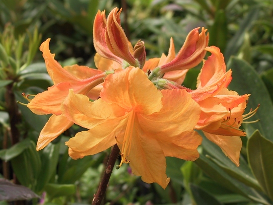 Azalee mollis 'George Reynolds'