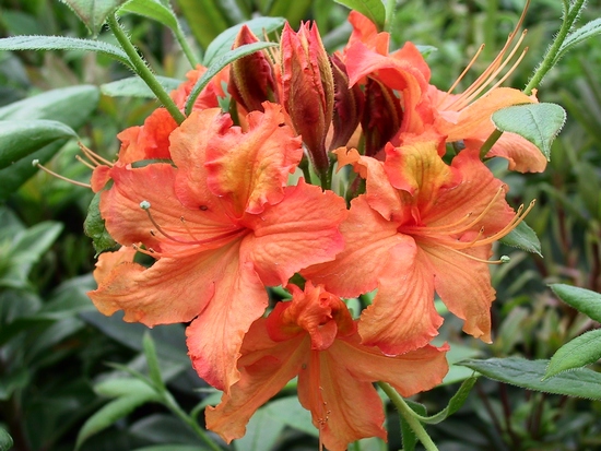 Azalee mollis 'Ginger'