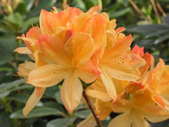 Azalee mollis 'Lemonora'